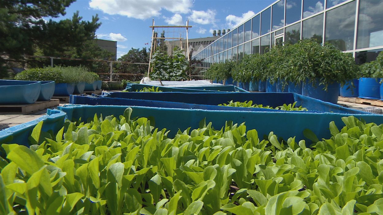Un jardin sur le toit de l'université de la Saskatchewan