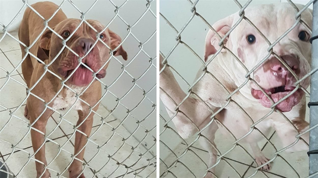 Les deux chiens qui se sont bataillés dimanche soir, à Cowansville, sont désormais sous la supervision de la SPA des Cantons