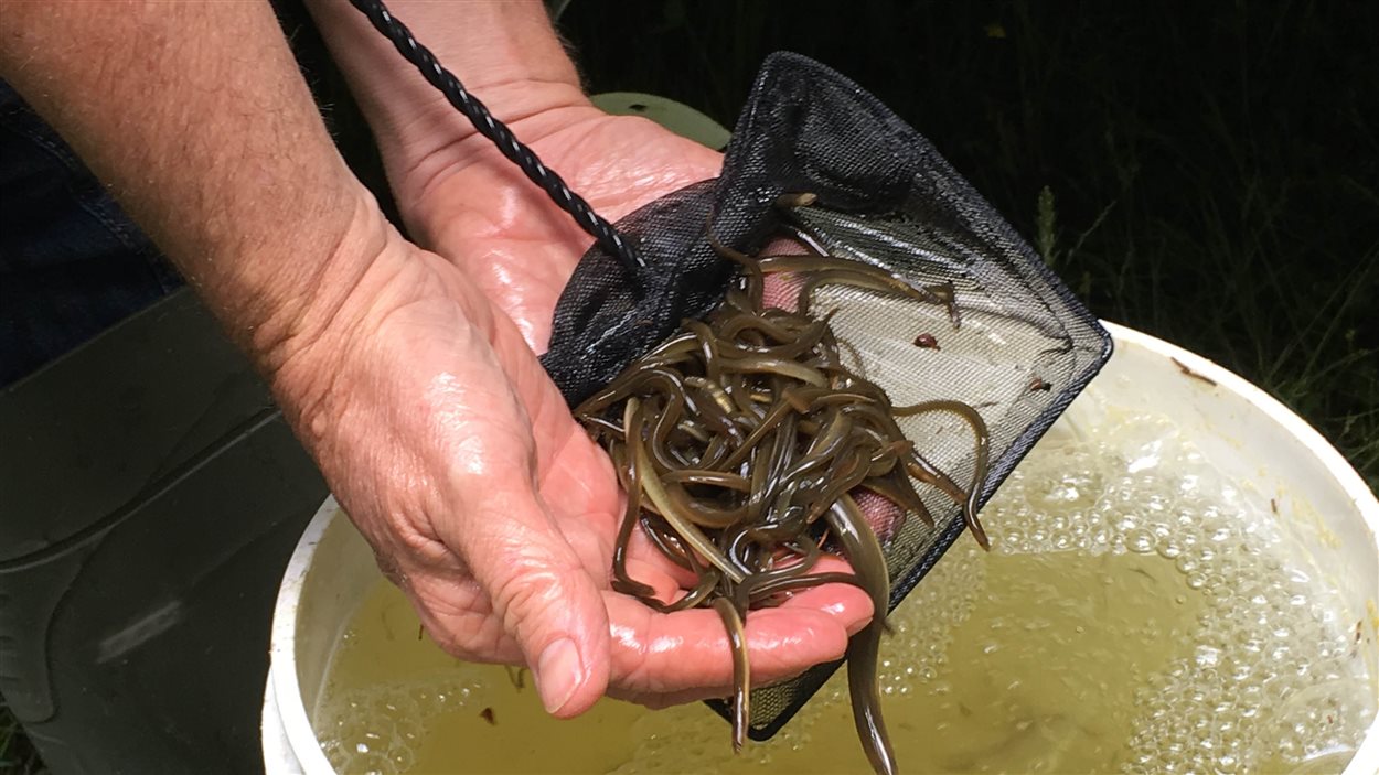 Les petites anguilles sont ensemencées dans le lac du même nom