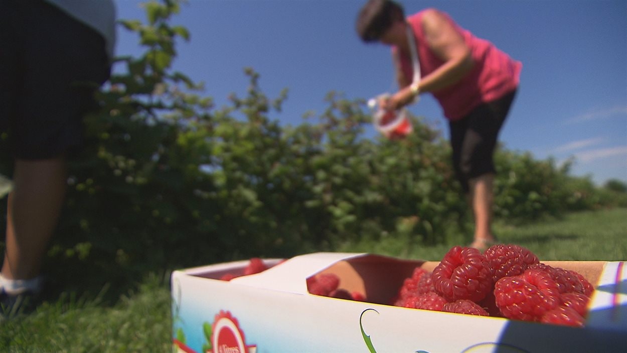 framboises-libre-cueillette