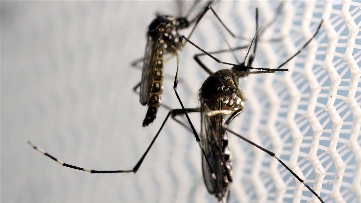 Des moustiques de la famille Aedes aegypti
