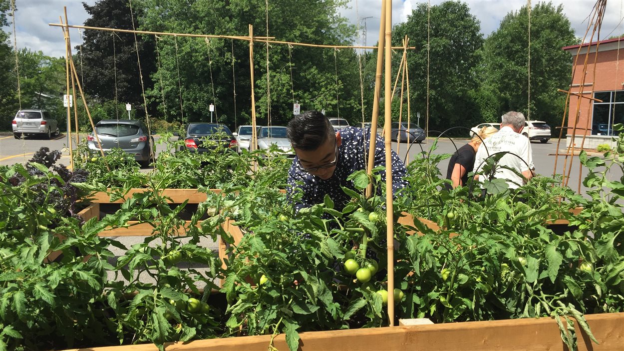 Le néphrologue Olivier Diec dans le potager urbain à côté du centre de dialyse de St-Lambert, non loin de l'hôpital Charles-Lemoyne
