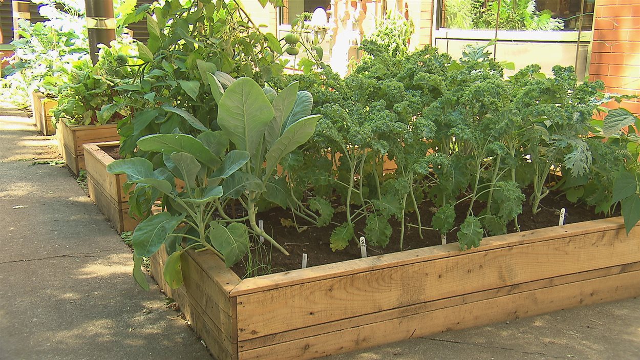 Un jardin communautaire a vu le jour au CHSLD Le Faubourg, à Québec, en juin.