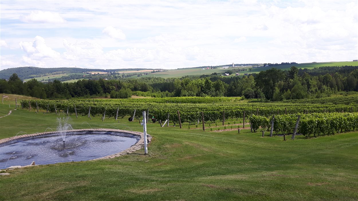 Le vignoble Les Côtes du Gavet à Tingwick au Centre-du-Québec.