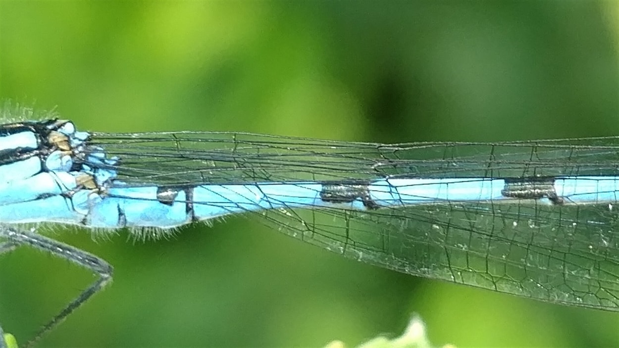 Essai avec l'appareil-photo du ZTE Axon 7 (extrait agrandi).
