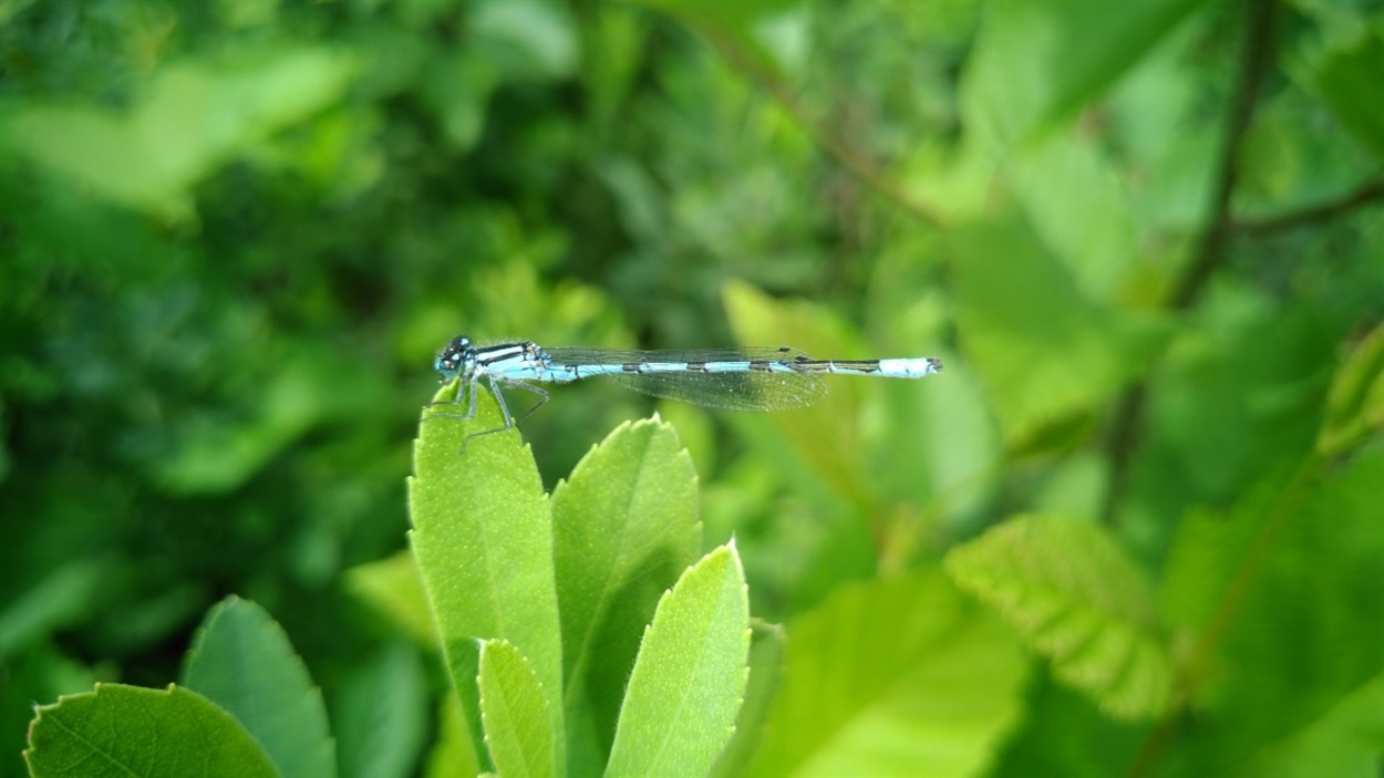 Essai avec l'appareil-photo du ZTE Axon 7.
