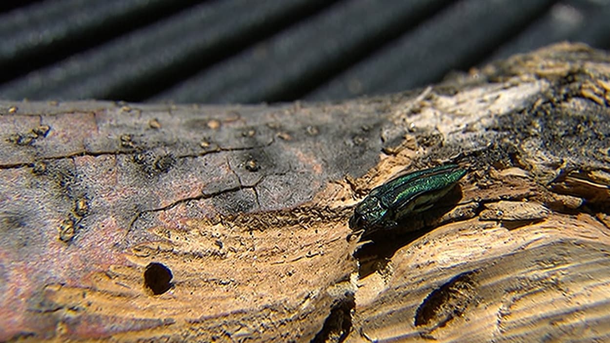 Plus de 18 000 arbres ont été traités contre l'agrile du frêne et 4000 ont été abattus en 2015, à Montréal.