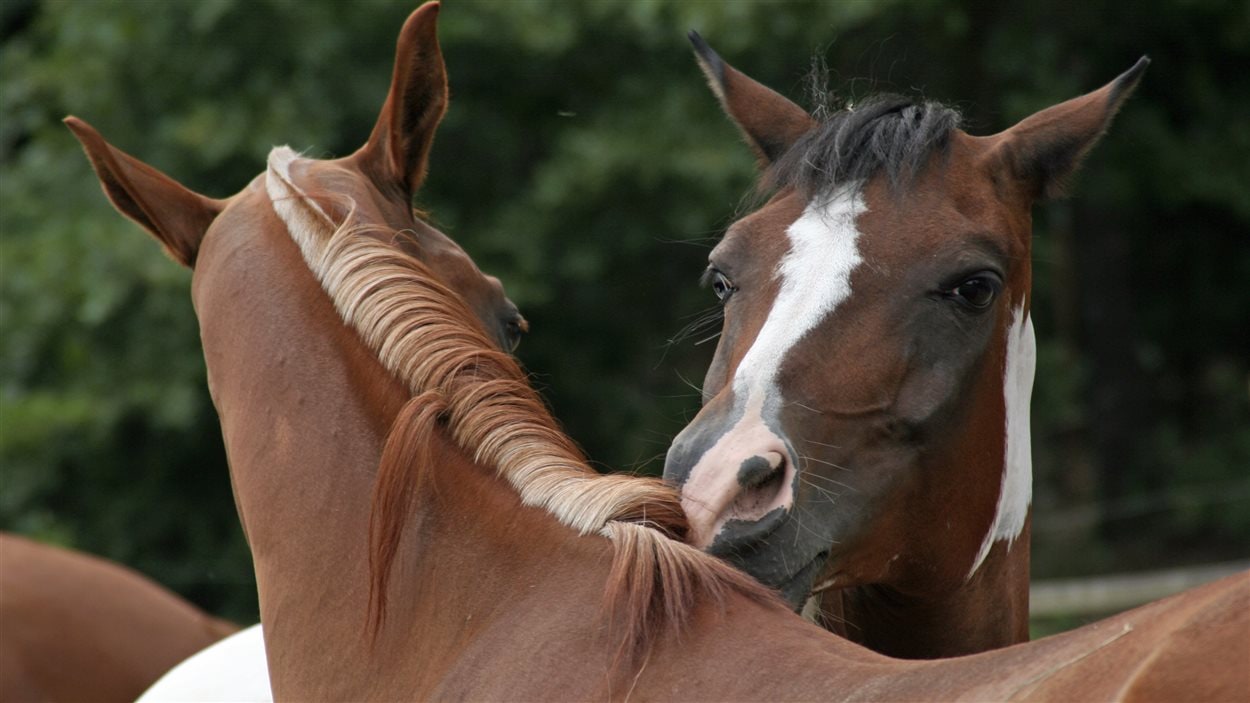 Deux chevaux se grattent mutuellement.