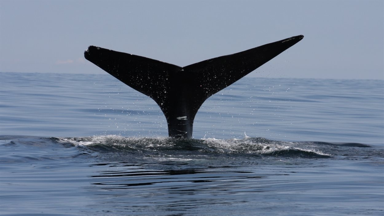 La queue d'une baleine noire en plongée.