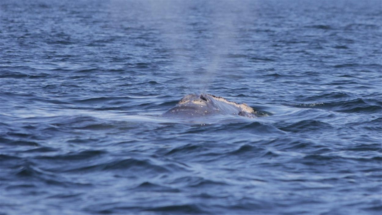 Une fois retournée en surface, la baleine noire exhale l'eau de ses poumons.