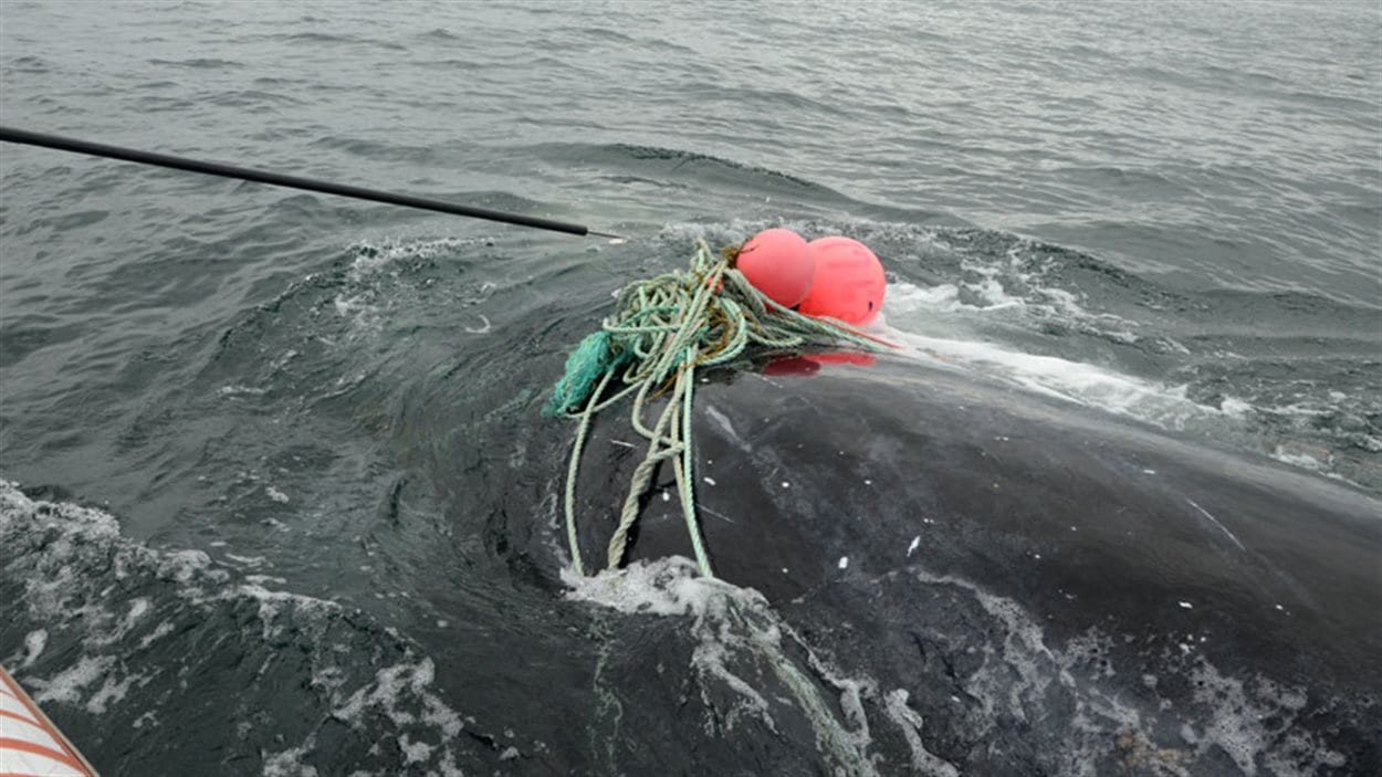 La baleine noire était empêtrée dans un lourd cordage. 