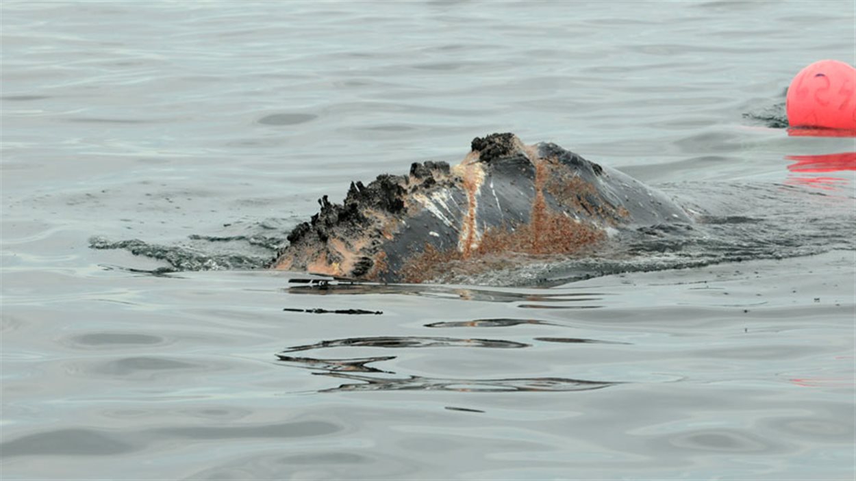 Selon les secouristes, la baleine FDR est mal en point.