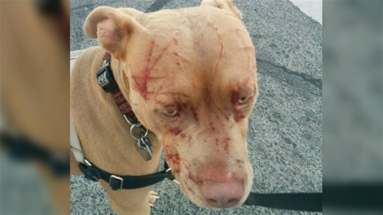 Un Chat Attaque Sauvagement Un Pitbull Radio Canada Ca Un Chat Attaque Sauvagement Un Pitbull Radio Canada Ca