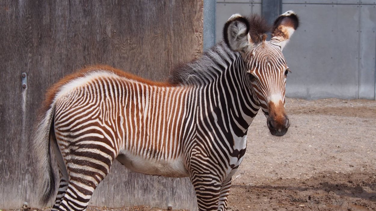 Un Bebe Zebre Au Zoo De Toronto Radio Canada Ca