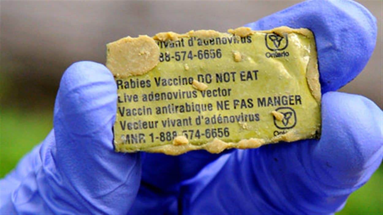 Des milliers de vaccins contre la rage du raton laveur largués par ...