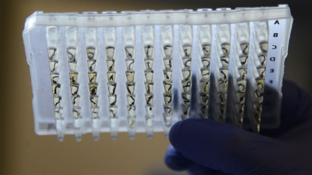 Des moustiques portant le virus du Zika étudiés en laboratoire.