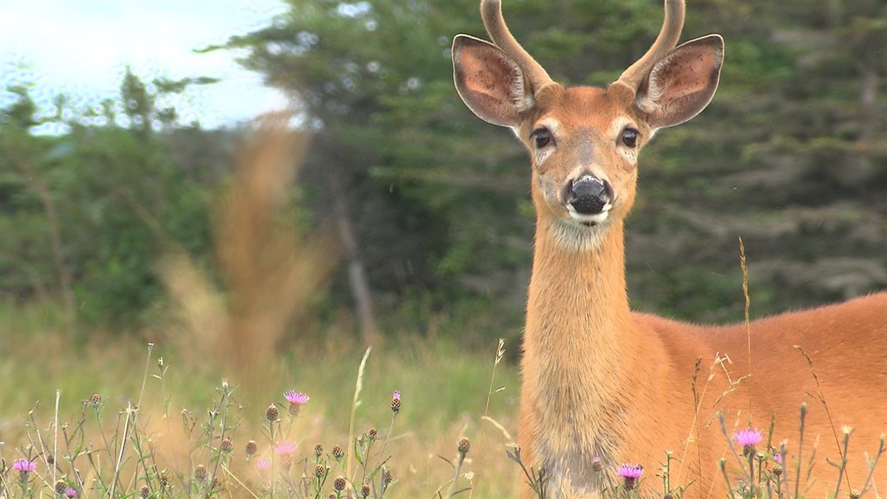 Le cerf de Virginie règne sur l'île d'Anticosti.