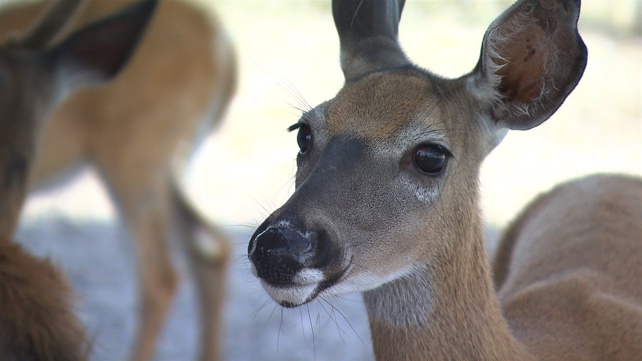 Sur Anticosti, le cerf de Virginie se laisse apprivoiser.
