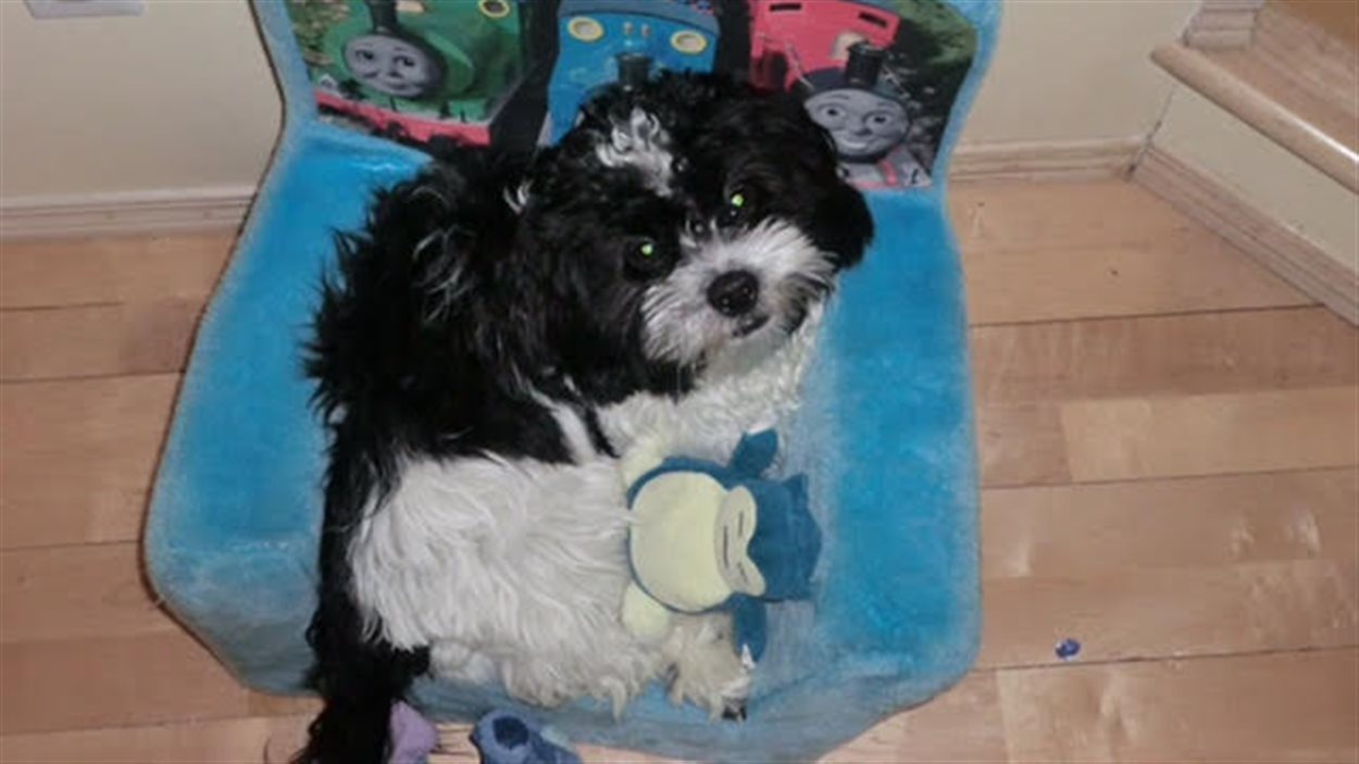 Labrador agressif à Linden Woods la Ville maintient la désignation de « chien dangereux