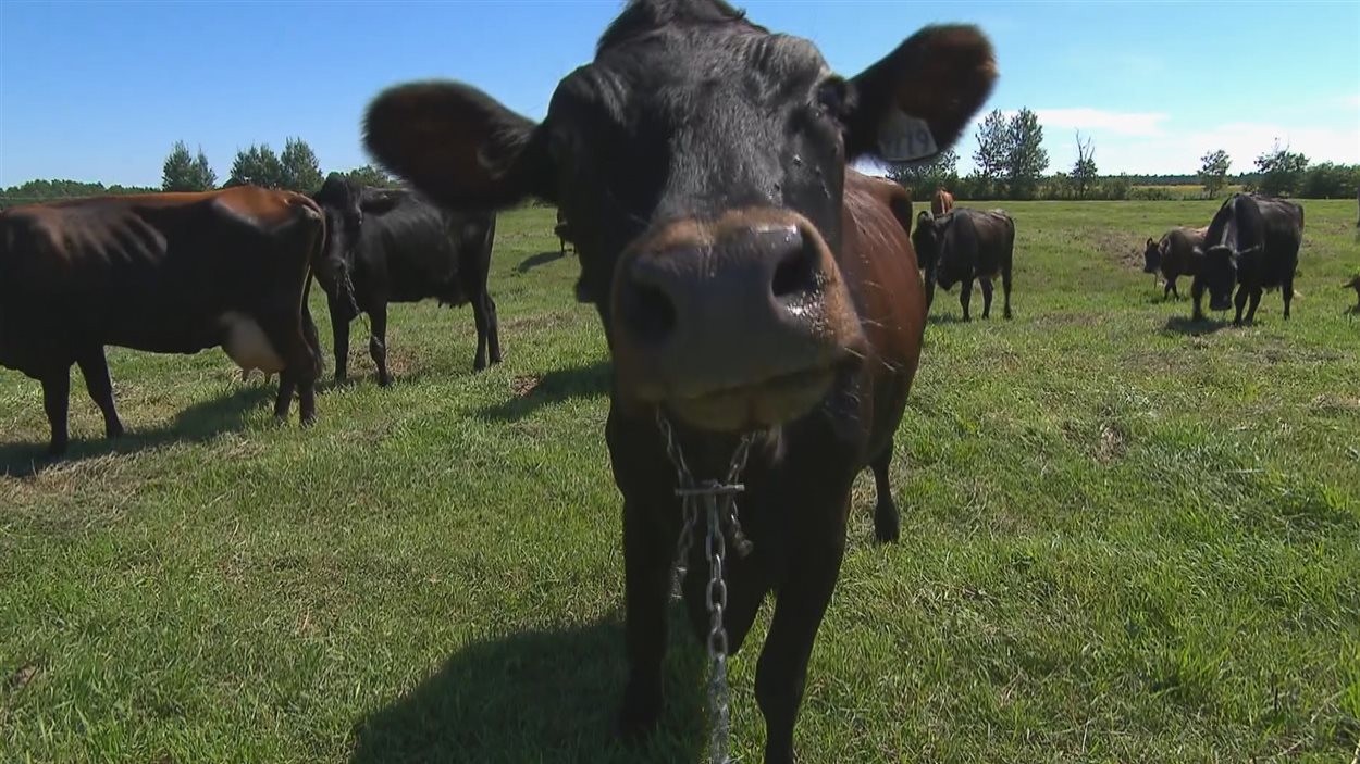 Une vache canadienne