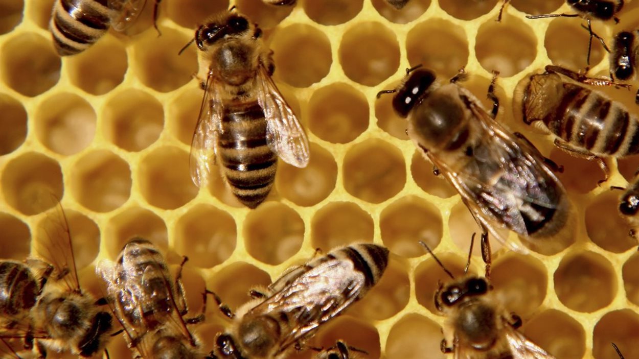 Abeilles