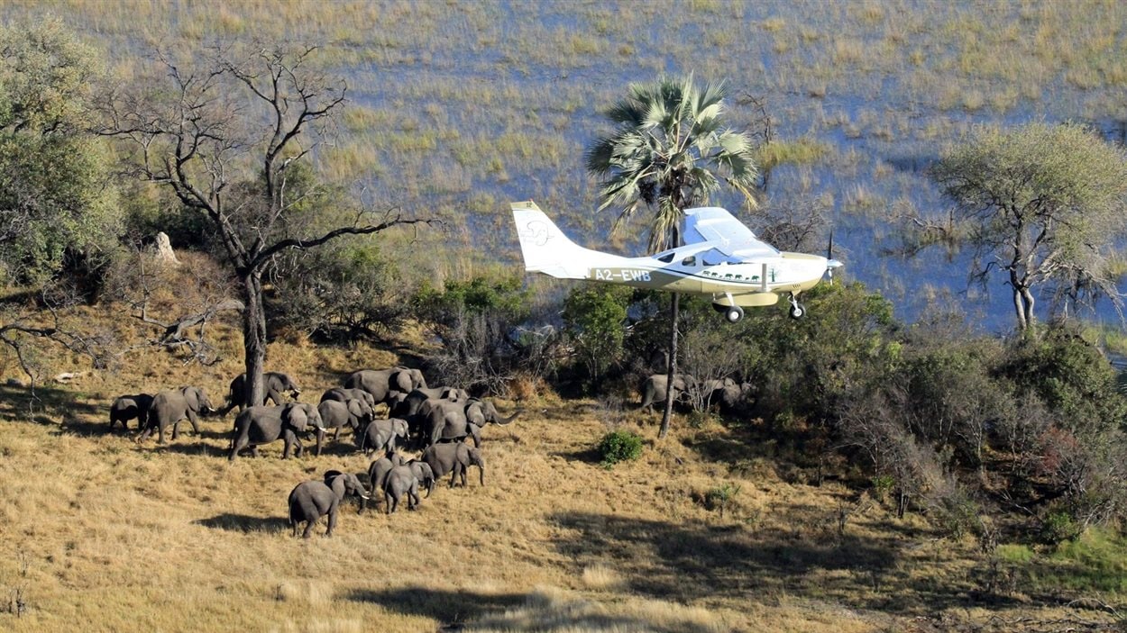 Dans cette photo datant de juillet 2014 et procurée à Associated Press par Vulcan Inc et par Great Elephant Census, on voit des éléphants au Botswana. 