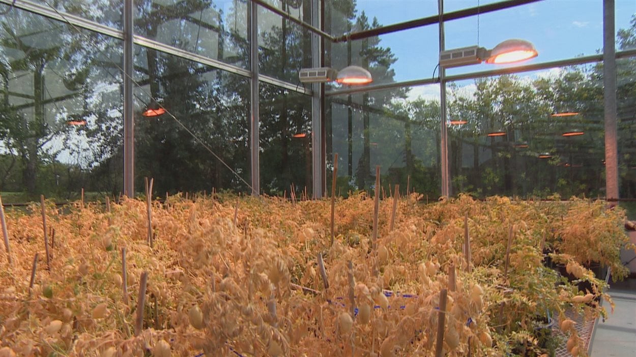 Les chercheurs de l'Université de la Saskatchewan font pousser des légumineuses dans une serre de l'établissement