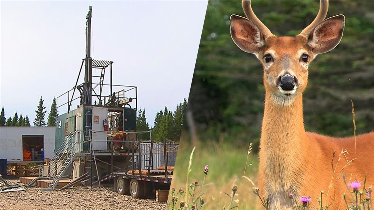 Dossier | Anticosti : controverse autour du pétrole