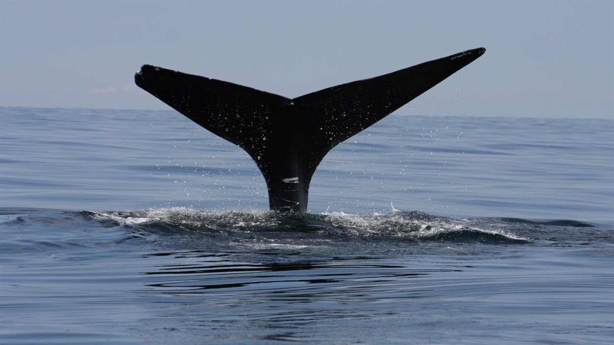 La queue d'une baleine noire en plongée.