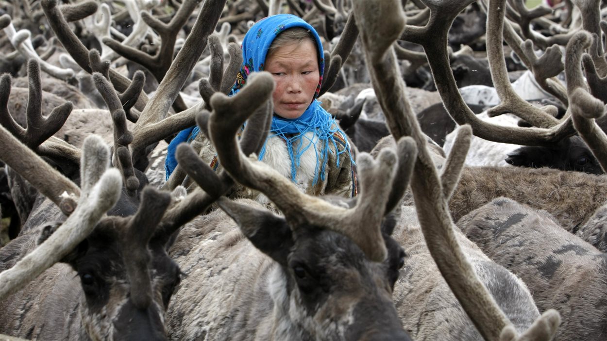 Une femme se tient parmi des rennes sur la péninsule de Yamal, au nord du cercle polaire. (Archives)