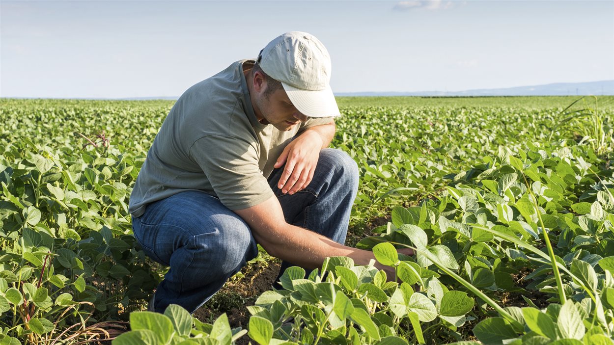 Un cultivateur dans son champ