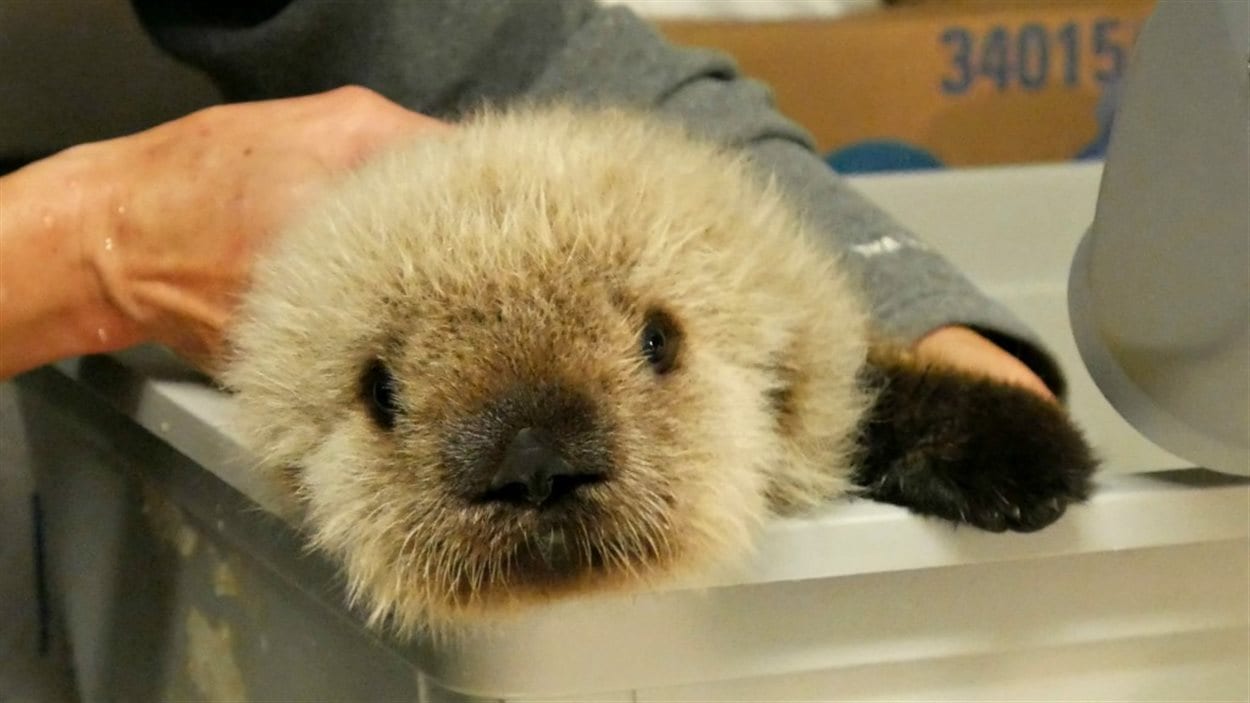 Un Bebe Loutre De Mer Bientot Accueilli Par L Aquarium De Vancouver Radio Canada Ca