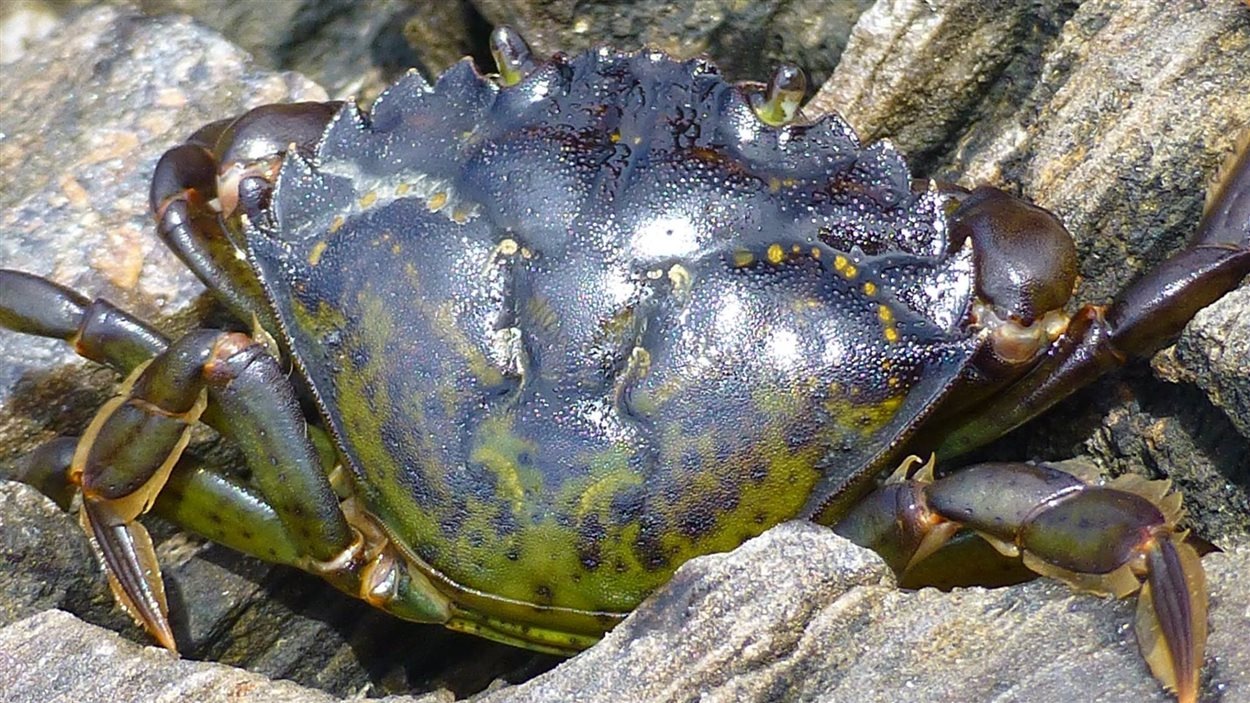 Cuisiner Le Crabe Vert Pour L Empecher De Proliferer Radio Canada Ca