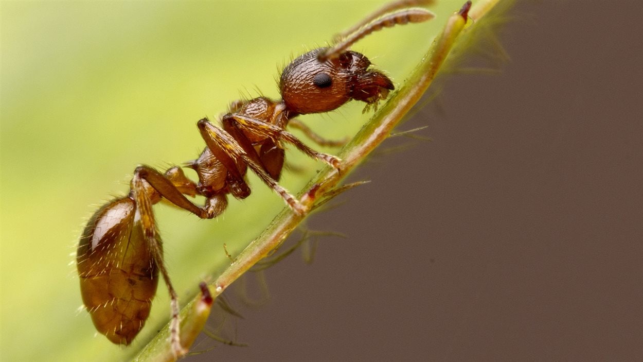 Attaque aux fourmis rouges à New Westminster | Radio-Canada