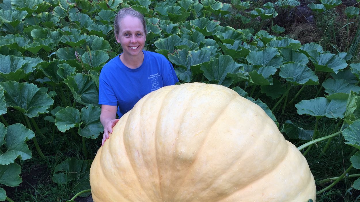L'art de faire pousser une citrouille de 250 kg! | Radio-Canada