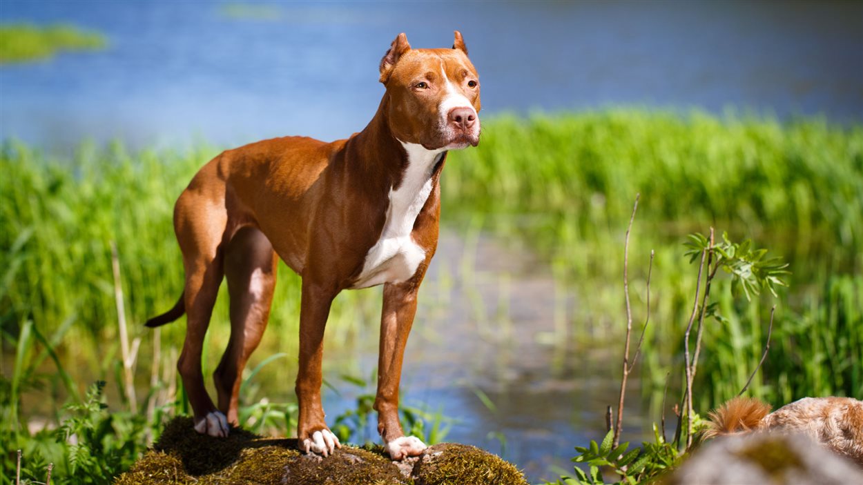 10 Mythes Sur Les Pitbulls Radio Canada Ca 10 Mythes Sur Les Pitbulls Radio Canada Ca