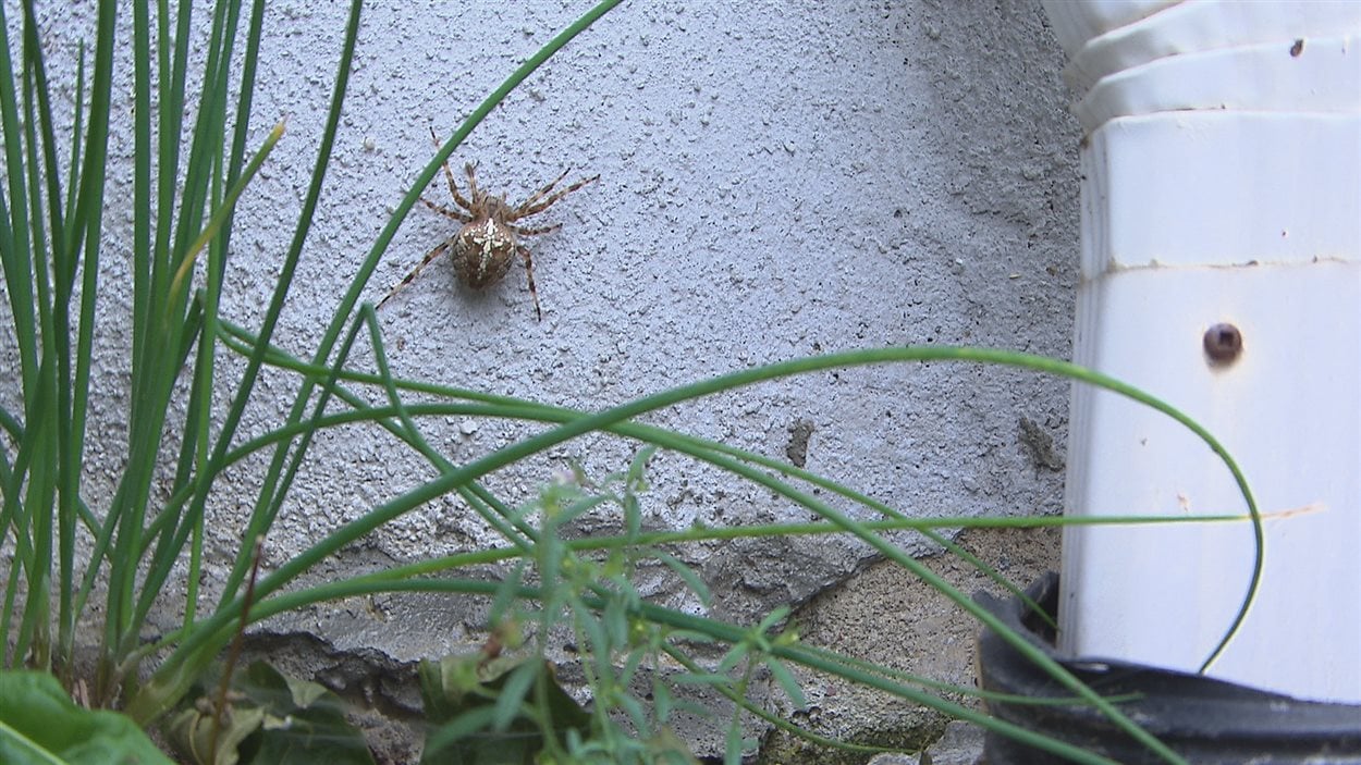 Les araignées sont noombreuses dans l'Est du Québec cet été.