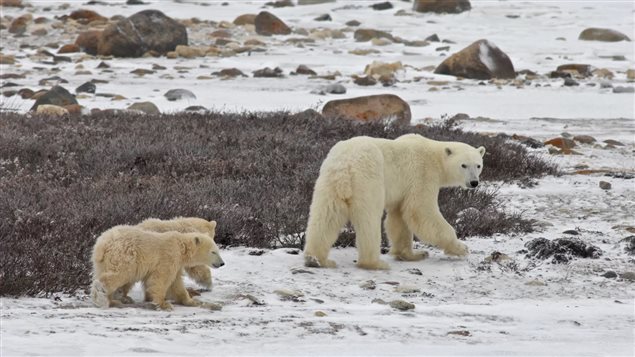 Polar bear adaptation to ice loss: not really working – RCI | English
