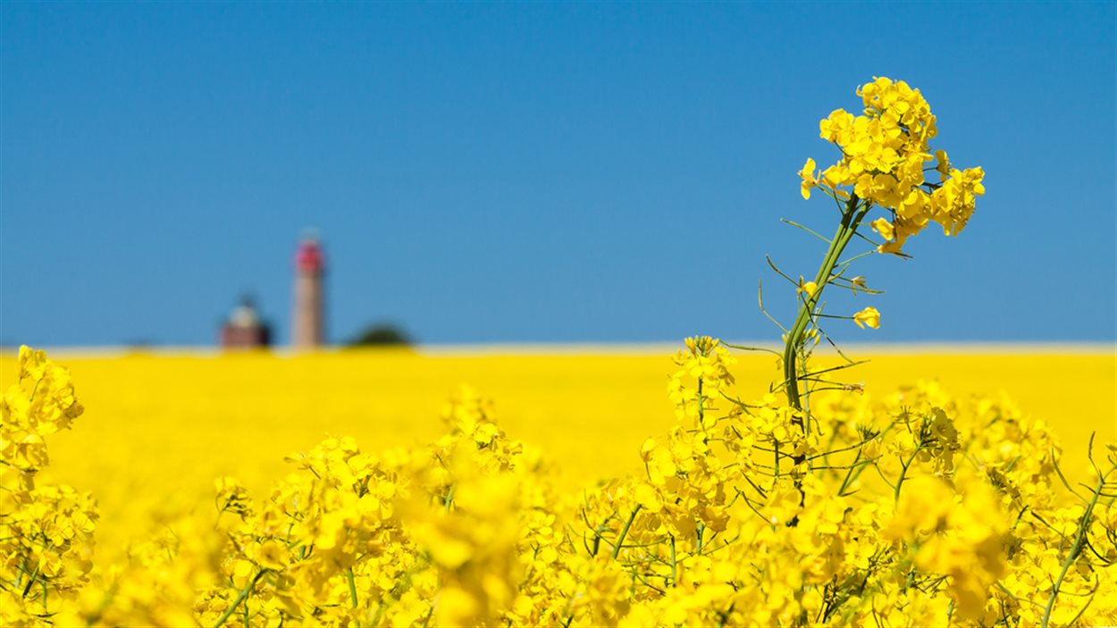 Un champ de canola