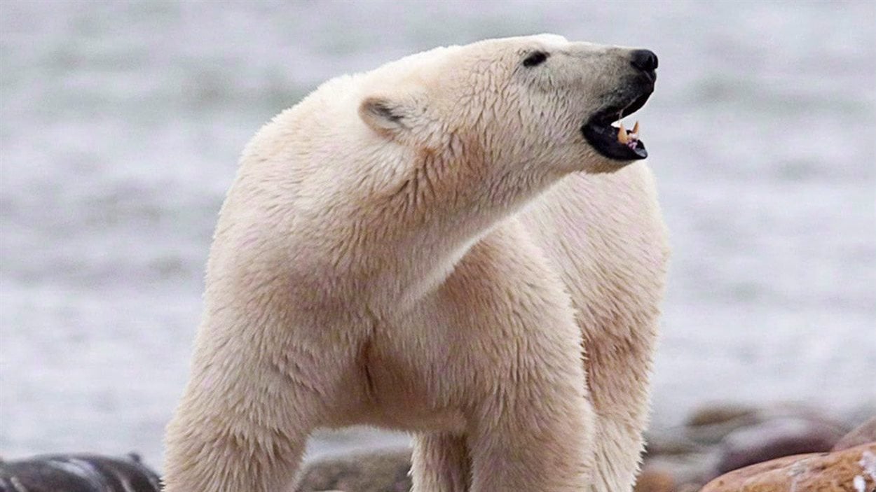 Un ours polaire