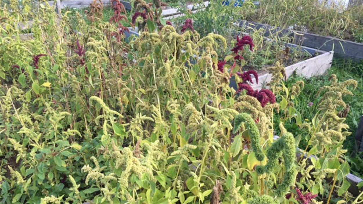Les plants d'Amarante, une variété importée d'Afrique sont prêts pour la récolte.