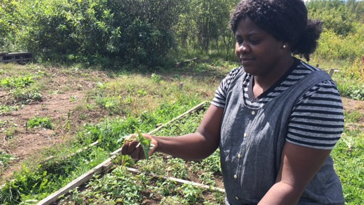 Jackie Shimwa originaire de la République démocratique du Congo récolte des légumes amers, des variétés originaire d'Afrique.