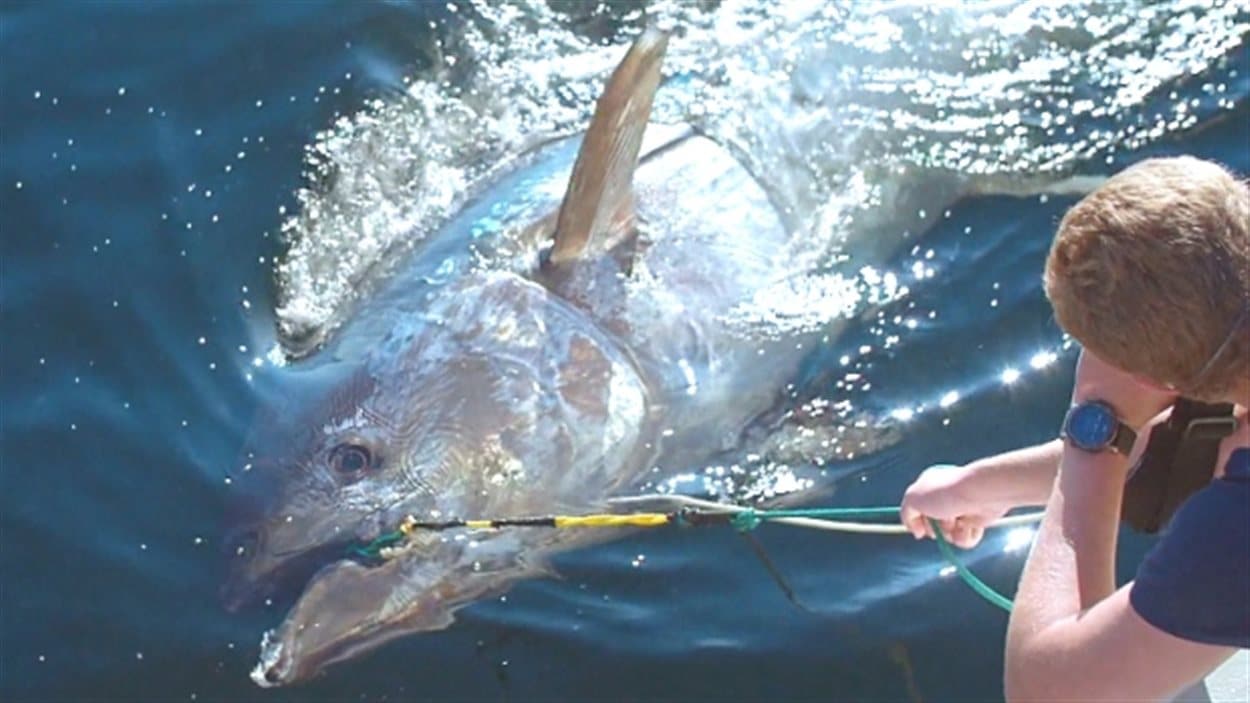 Une image tirée du documentaire Bluefin, du cinéaste John Hopkins