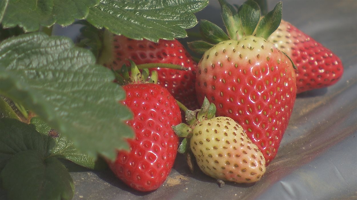 Des fraises sans bromure La semaine verte