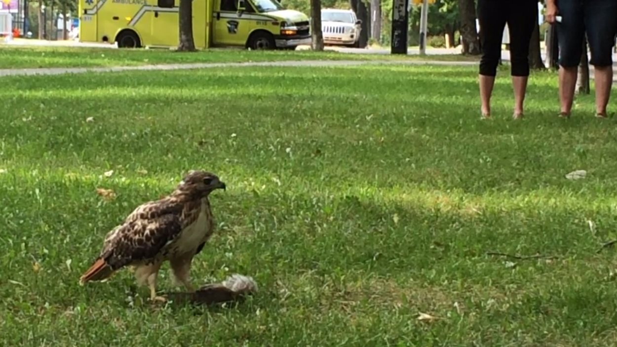 Un Rapace Qui Devore Un Ecureuil Dans Un Parc Rare Ou Pas Radio Canada Ca