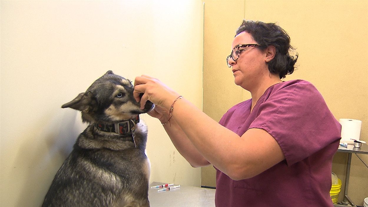 Après l'examen vétérinaire, les chiens sont vaccinés et vermifugés.