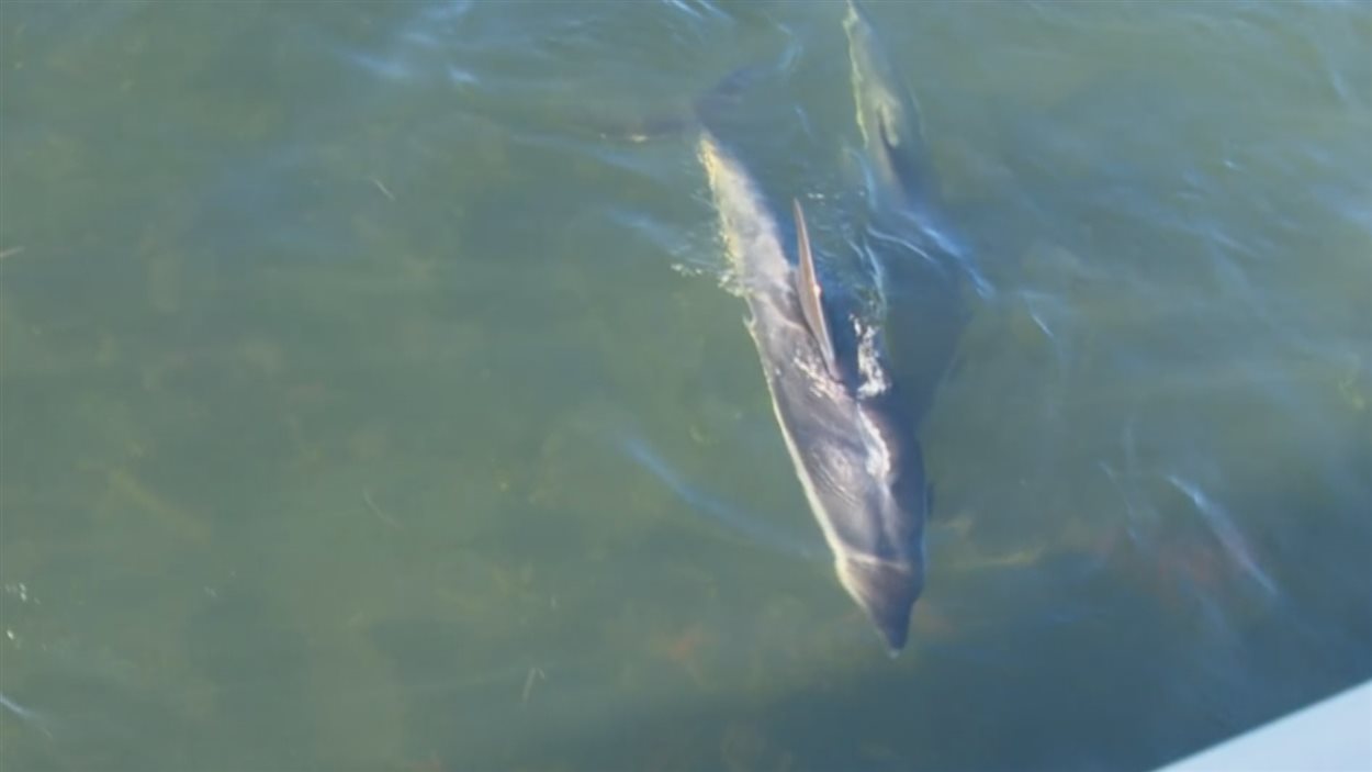 Deux dauphins dans l'eau