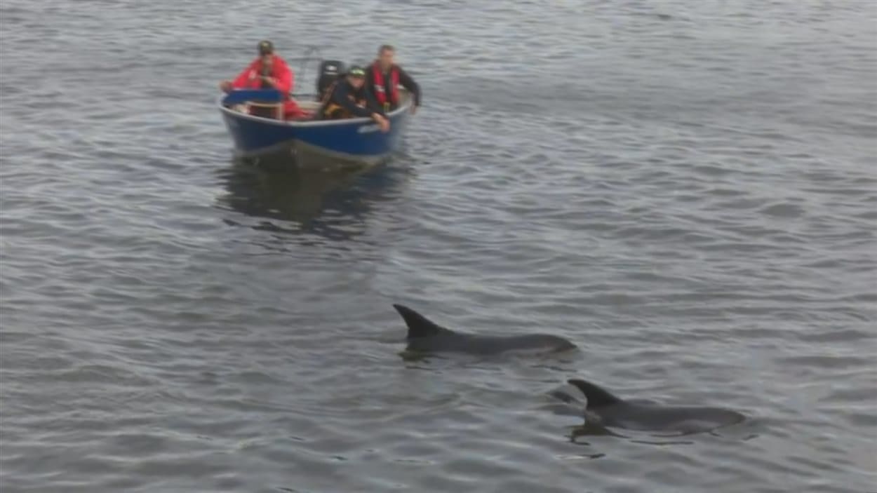 Deux dauphins suivis d'un bateau