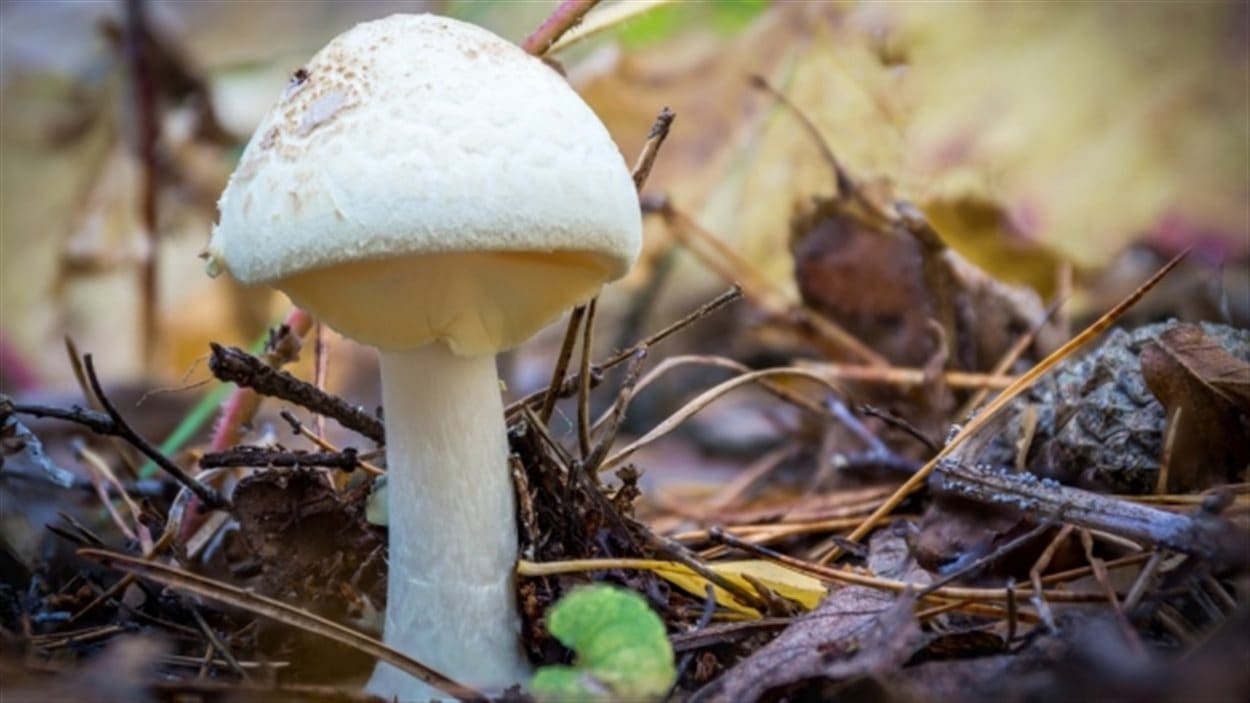 Une amanite phalloïde, espèce mortelle de champignon.