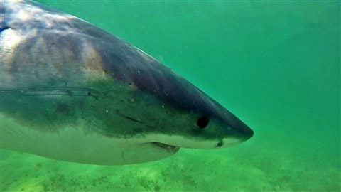 Record du nombre d'attaques de requins en 2015